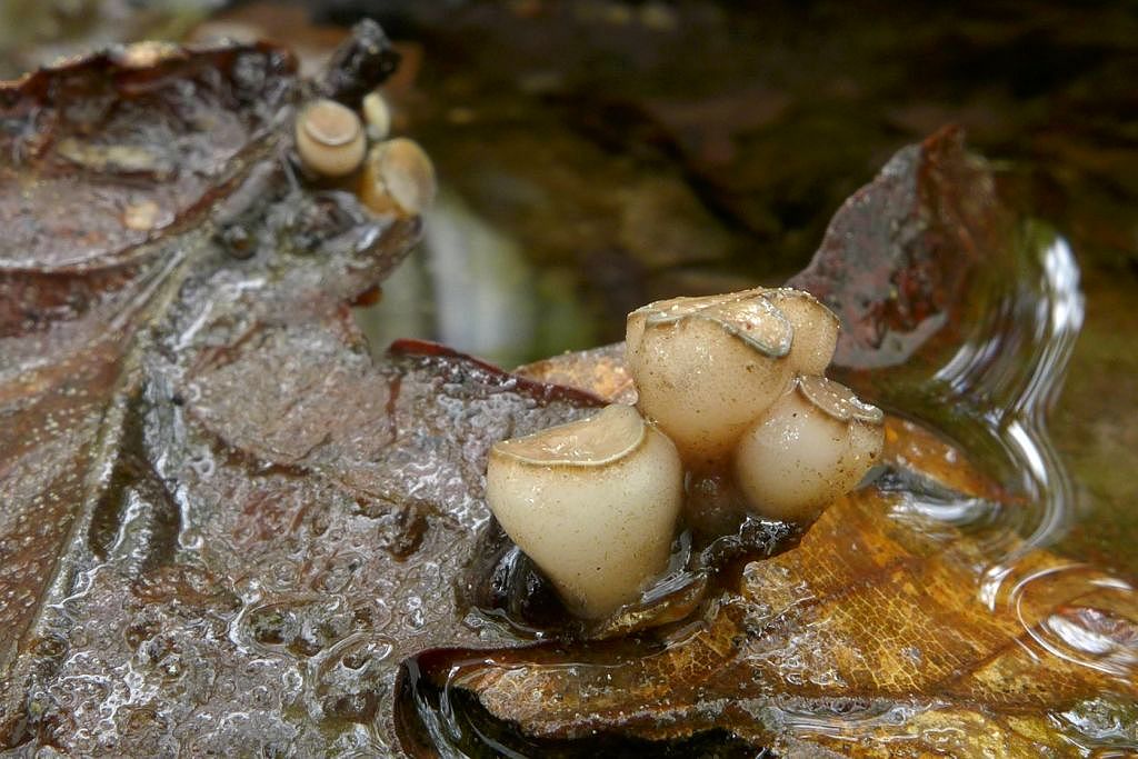 vodnička terčovitá – Cudoniella tenuispora - Voděradské bučiny - foto: Petr Souček 