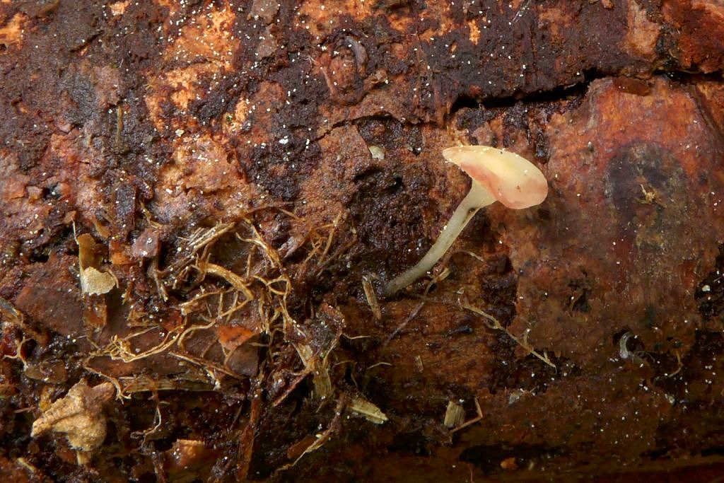 voskovička jarní – Hymenoscyphus vernus - Voděradské bučiny - foto: Petr Souček
