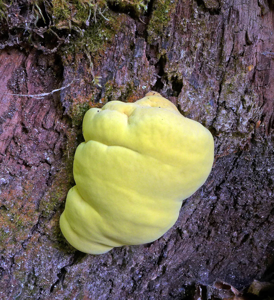 sírovec žlutooranžový – Laetiporus sulphureus - Kozodírky - foto: Karel Bek
