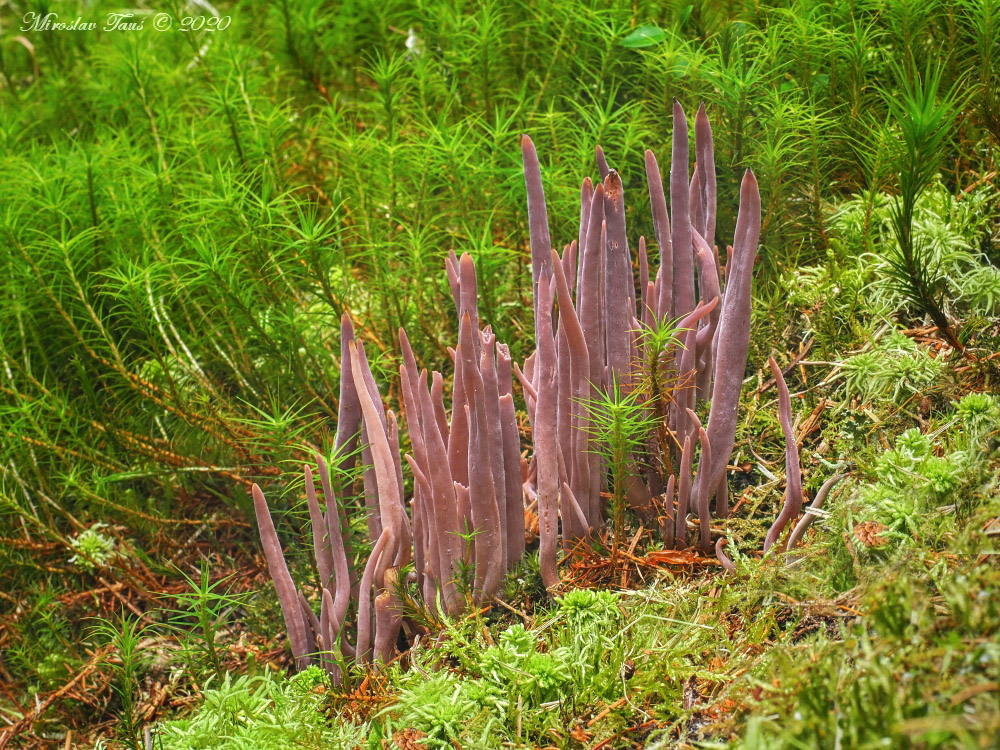 kyjanka purpurová – Alloclavaria purpurea - Chebsko - foto: Miroslav Tauš