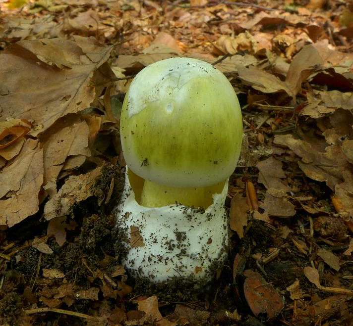 muchomůrka zelená – Amanita phalloides - Voděradské bučiny - foto: Petr Souček