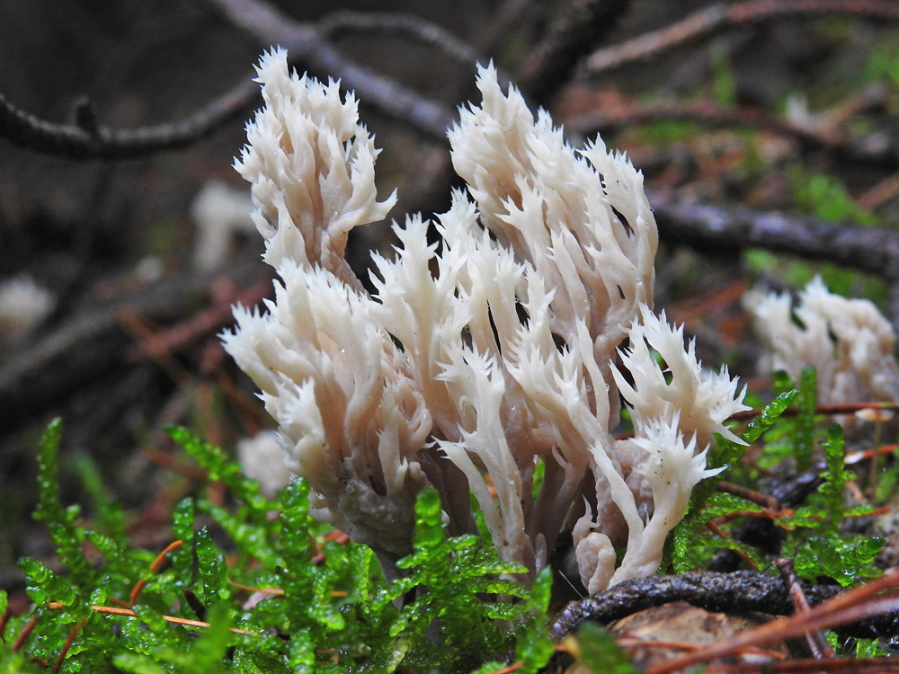 kuřátečko hřebenité – Clavulina coralloides - Mladoboleslavsko - foto: František Šváb