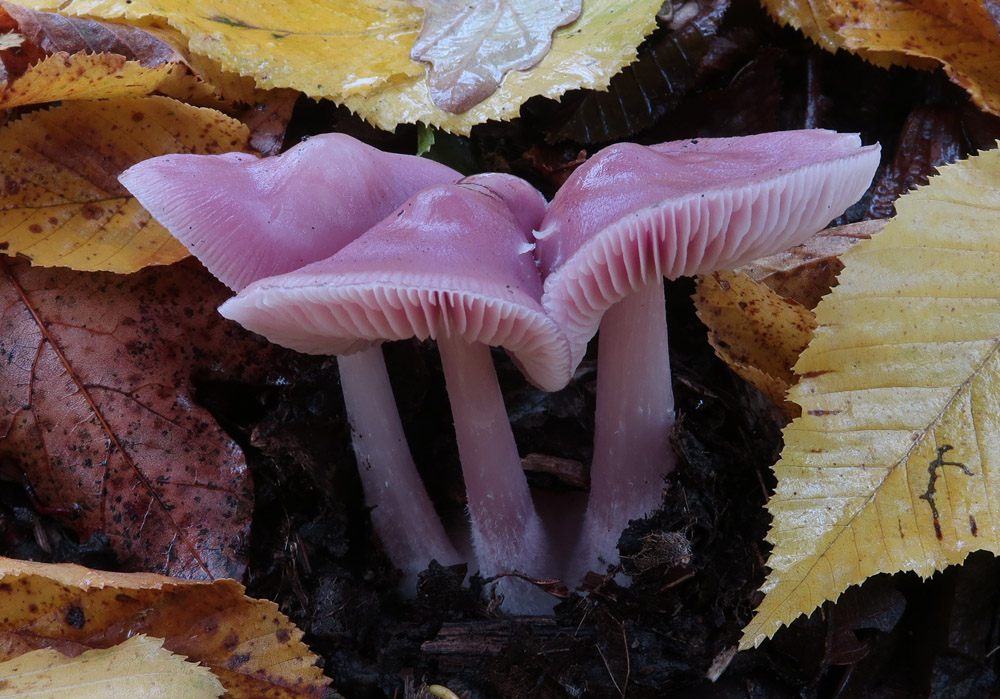 helmovka narůžovělá – Mycena rosea - Skalka - foto: Markéta Vlčková 