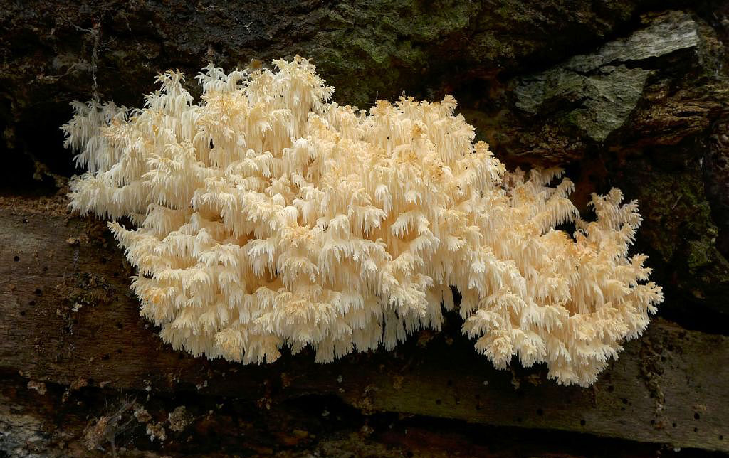 korálovec bukový – Hericium coralloides - Český kras - foto: Petr Souček