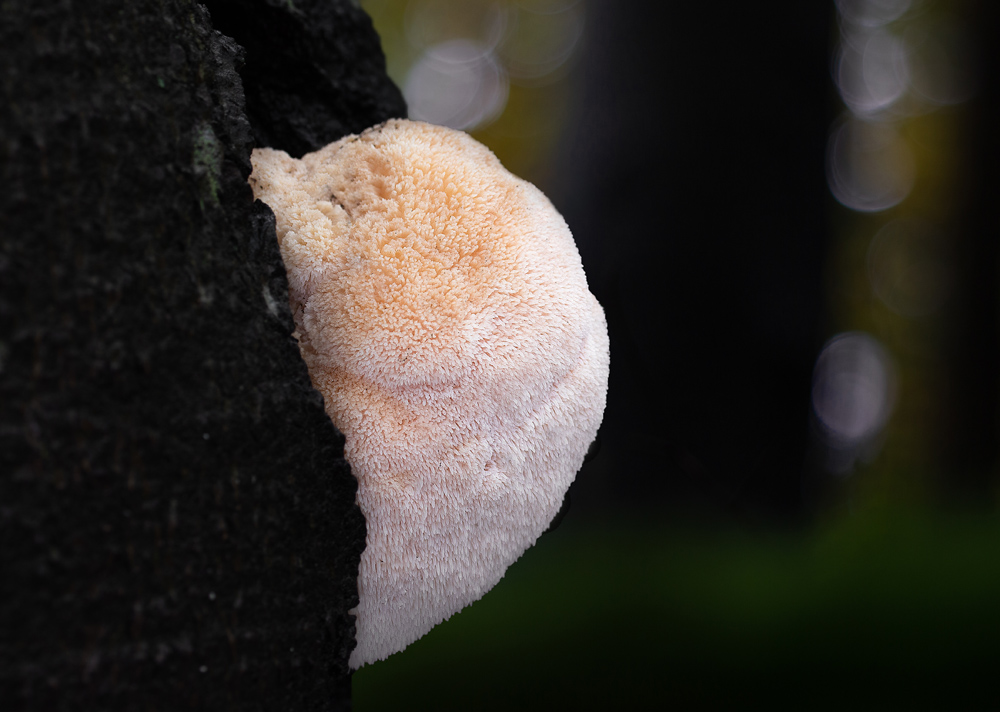 korálovec ježatý – Hericium erinaceus - Salaš - foto: Milan Němčický