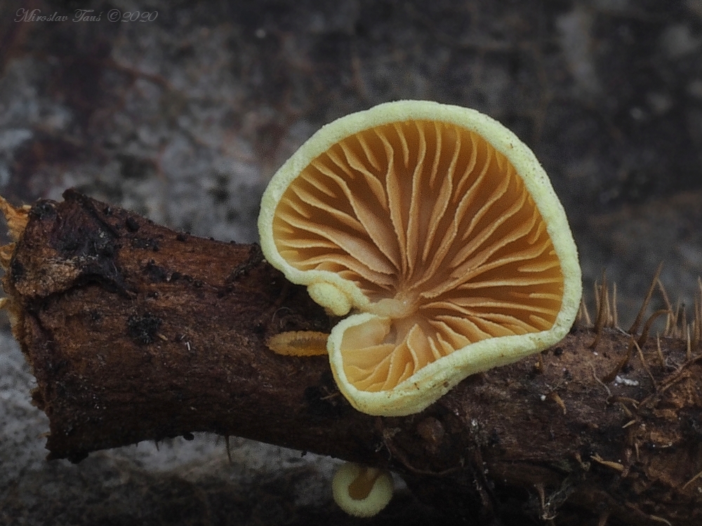 trepkovitka žlutavá – Crepidotus luteolus - Chebsko - foto: Miroslav Tauš 