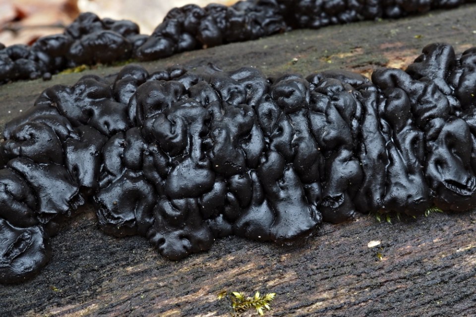 černorosol bukový – Exidia nigricans - Hodonínsko - foto: Ladislav Špeta