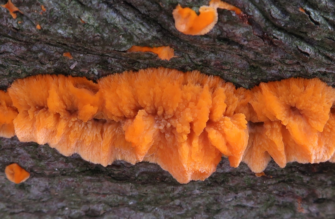 žilnatka oranžová (Phlebia radiata) - foto: Markéta Vlčková
