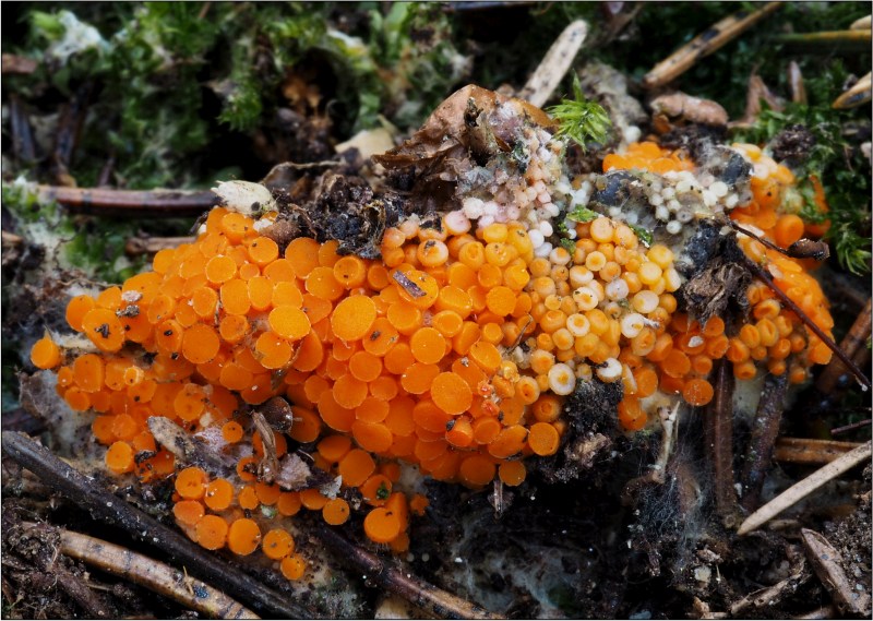 oranžovka vřetenovýtrusá – Byssonectria terrestris - Českokrumlovsko - foto: Věra Hyráková