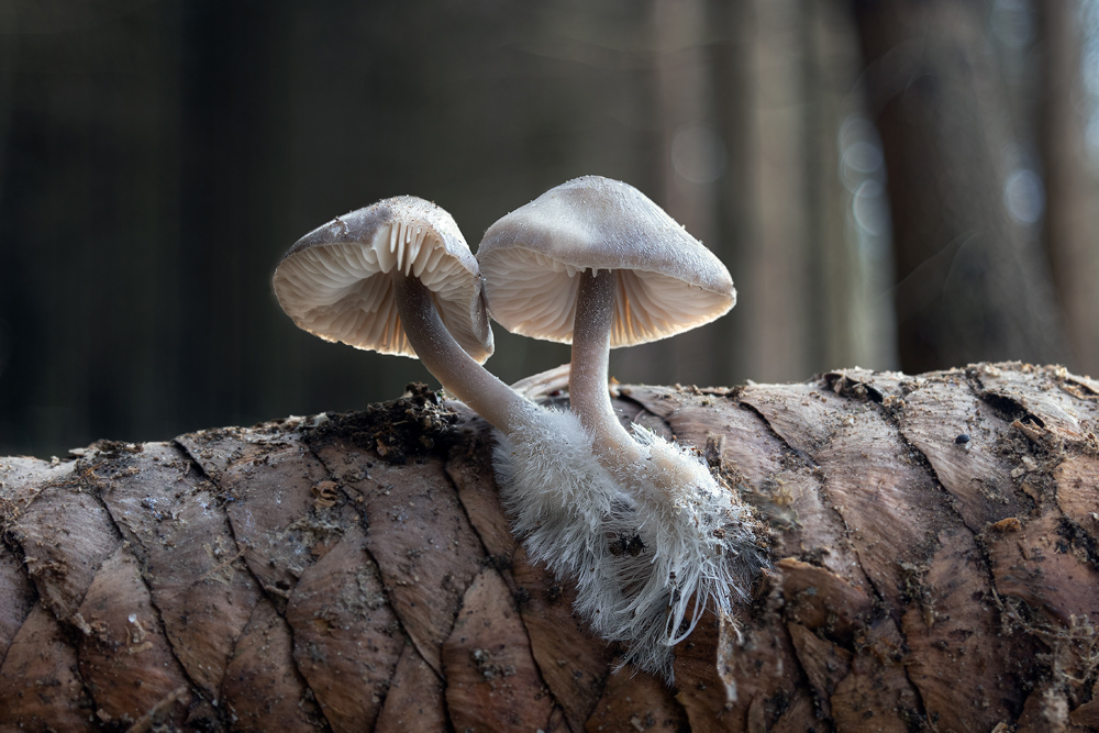 helmovka šiškomilná – Mycena strobilicola - Salaš - foto: Milan Němčický 