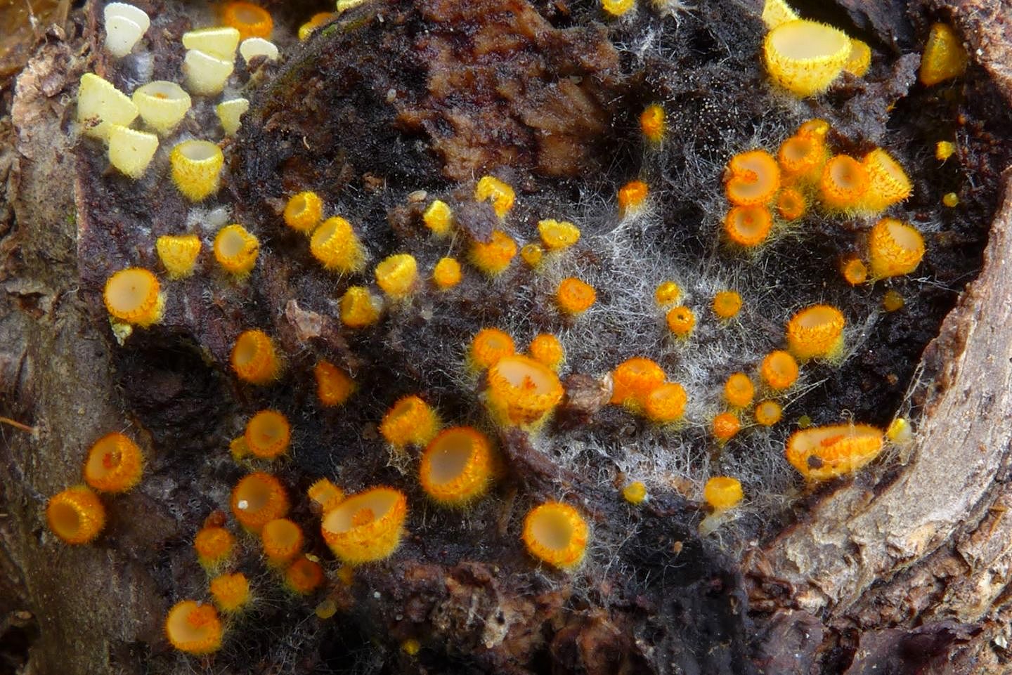 pavučinovka zlatožlutá (Arachnopeziza aurelia) - foto: Petr Souček