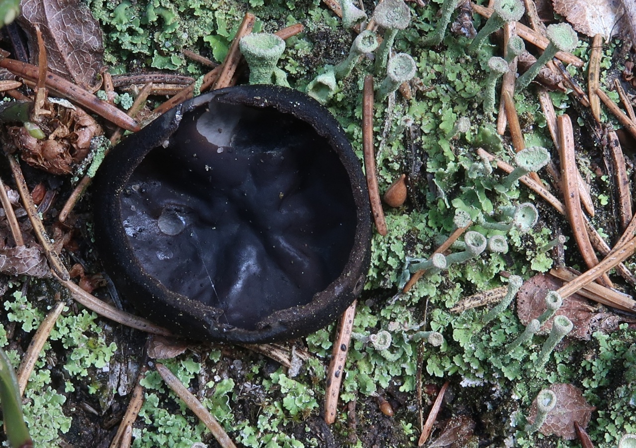ušíčko černé (Pseudoplectania nigrella) - foto: Markéta Vlčková