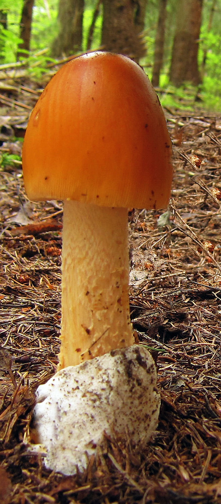 muchomrka afrnov  Amanita crocea - Velk Hamry - foto: Petr Hampl