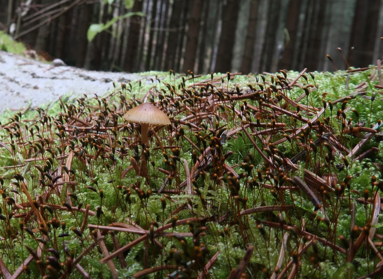 čepičatka jehličnanová (Galerina marginata) - foto: Markéta Vlčková