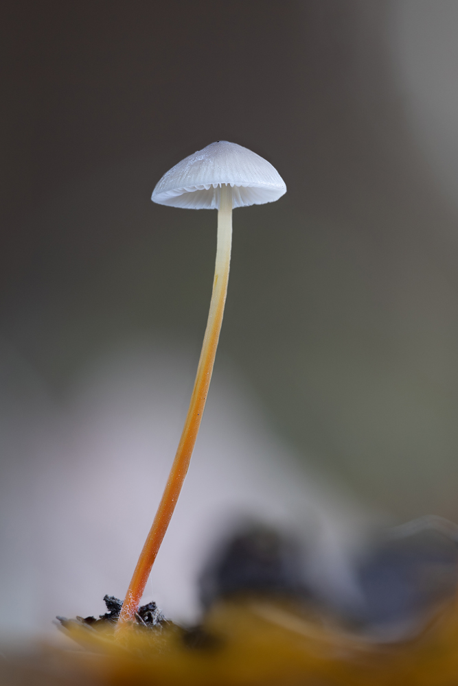 helmovka šafránová – Mycena crocata - Salaš - foto: Milan Němčický