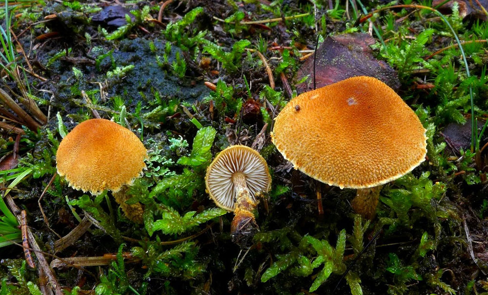 zrnivka osinková – Cystoderma amianthinum - Uhlířské Janovice - foto: Petr Souček