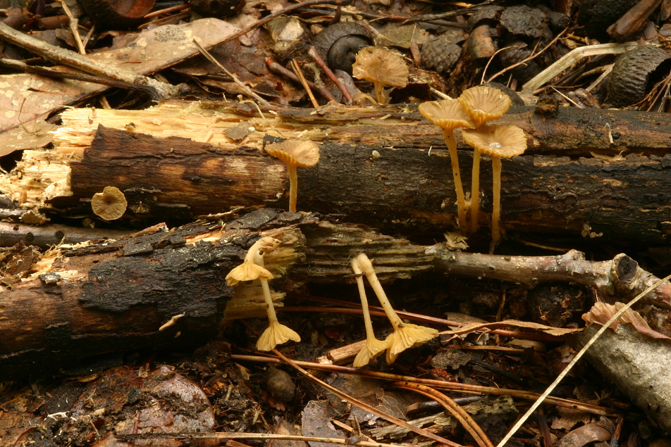 Kalichovka (Gerronema nemorale) - Dosti hojná houba vyrůstající z drobných tlejících větviček dubů i jiných listnáčů.