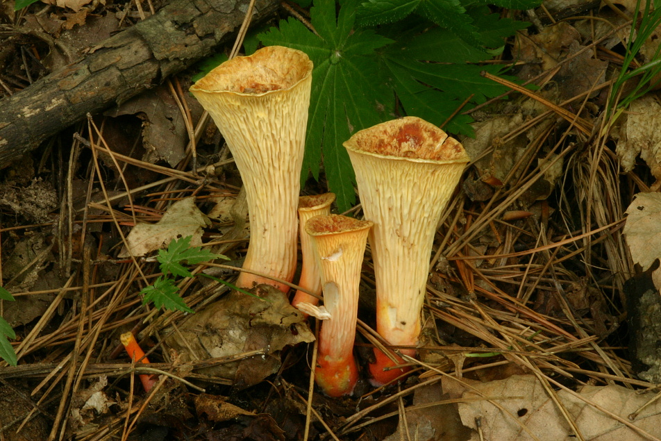 Stročkovec vločkatý (Gomphus floccosus) - Roztroušeně rostoucí druh tvořící mykorizu s jehličnany.