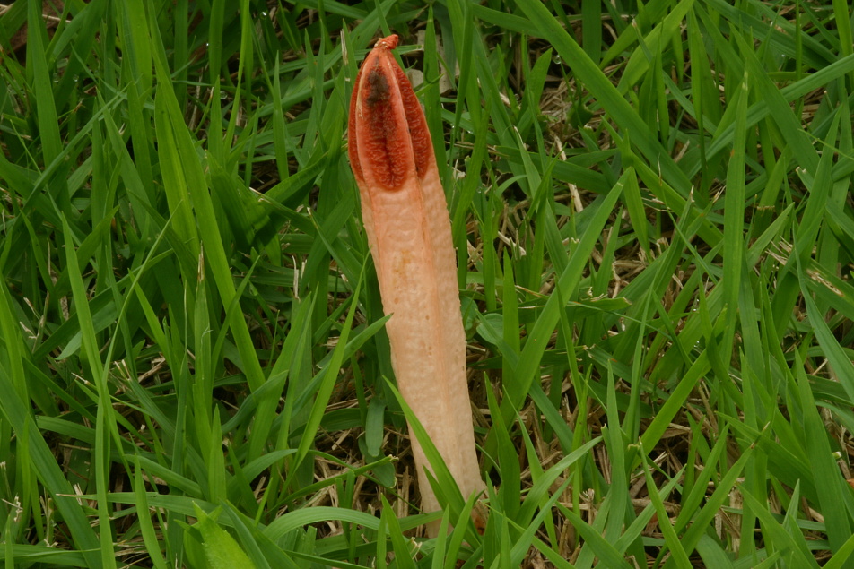 Ocasník (Lysurus mokusin) - Dosti rozšířená houba na otevřených stanovištích, často na místech ovlivněných člověkem.