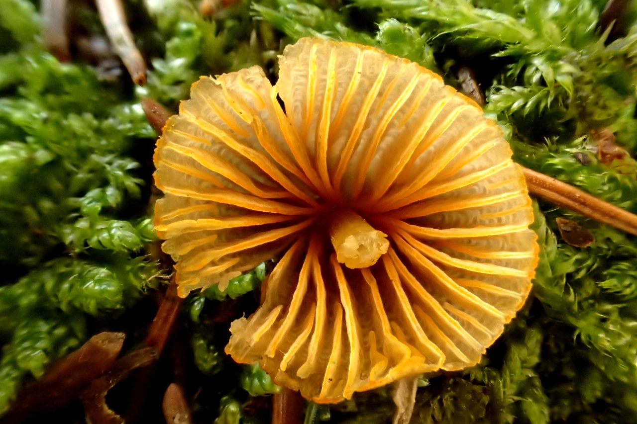 helmovka zlatobřitá (Mycena aurantiomarginata) - foto: Květa Součková