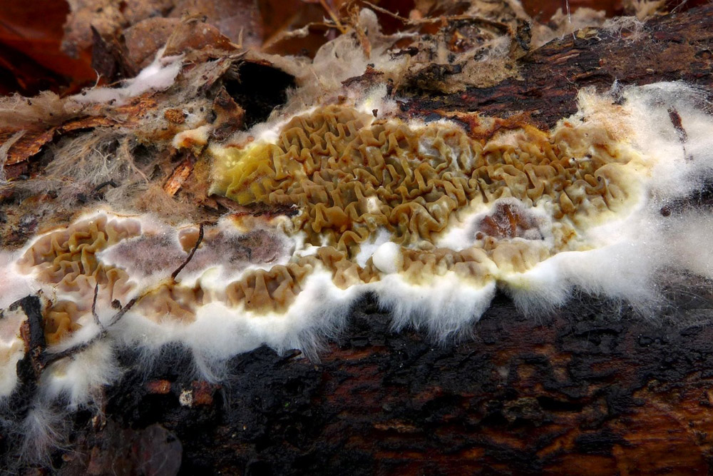 dřevomorka lesní – Serpula himantioides - Voděradské bučiny - foto: Petr Souček