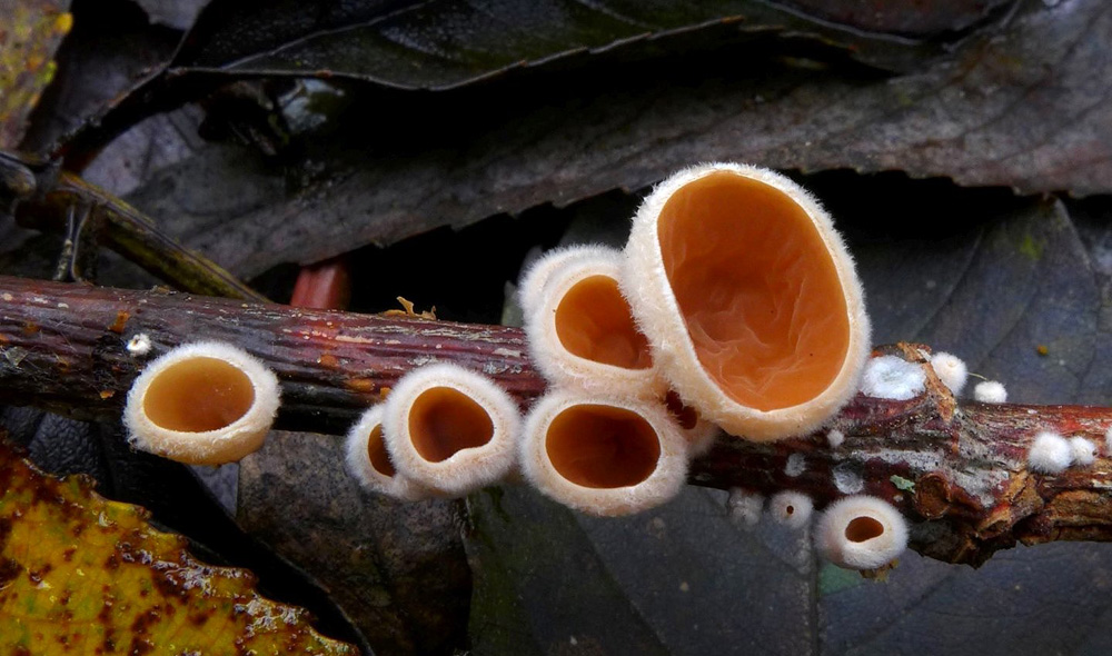 mušlovka plstnatá – Schizophyllum amplum - Divoká Šárka - foto: Petr Souček