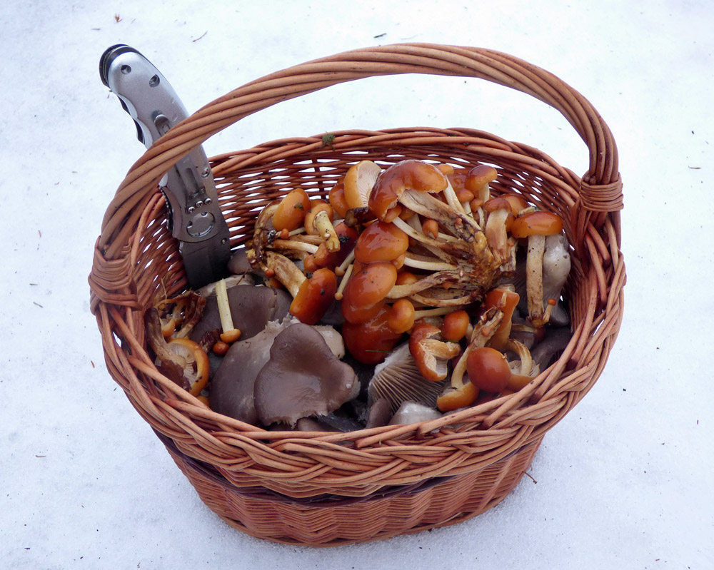 zimní jedlé houby z Ralska - foto: Jiří 
