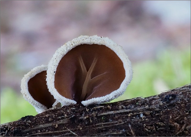 mušlovka plstnatá – Schizophyllum amplum - Břeclavsko - foto: Jiřina Hrabáková