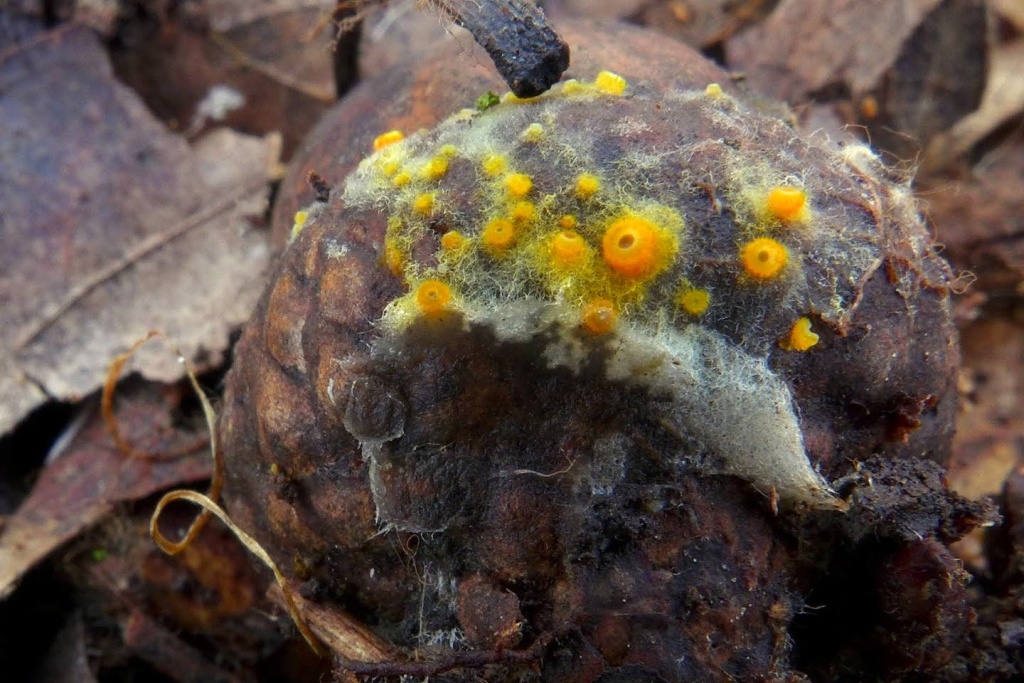 pavučinovka zlatožlutá (Arachnopeziza aurelia) - foto: Petr Souček