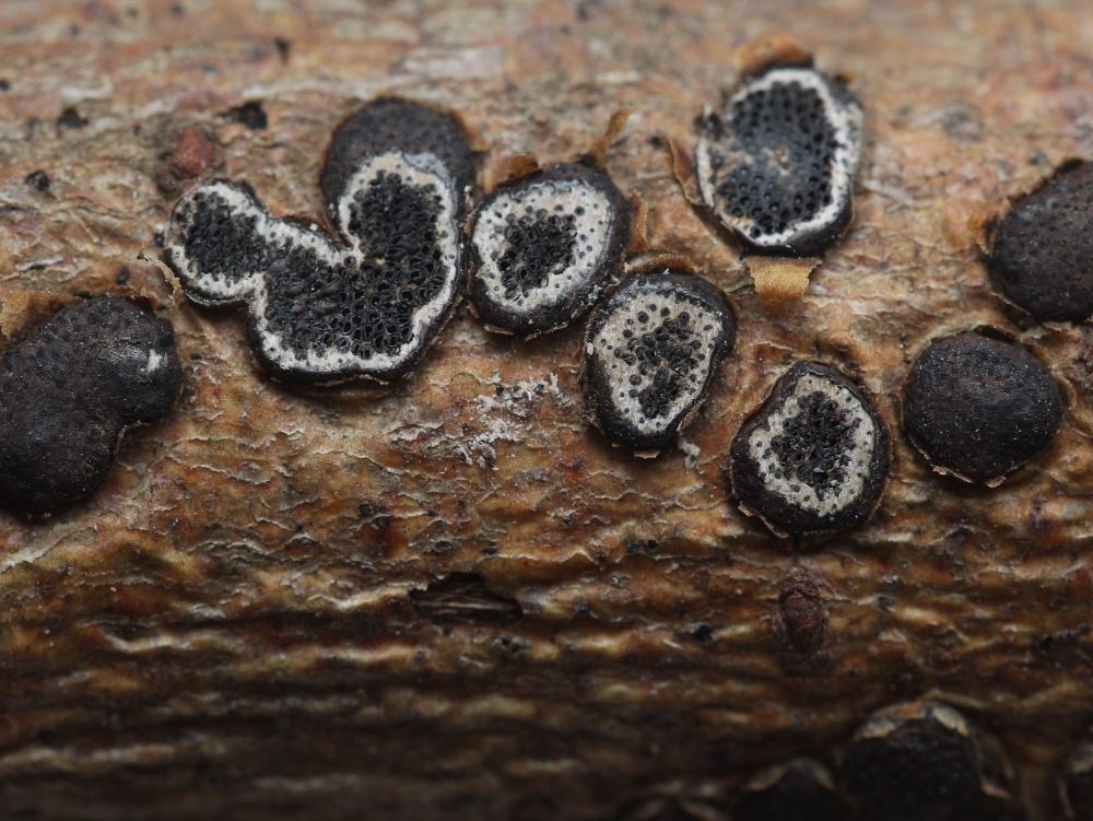 korovitka vakovit (Diatrype bullata) - foto: Oldich Jindich
