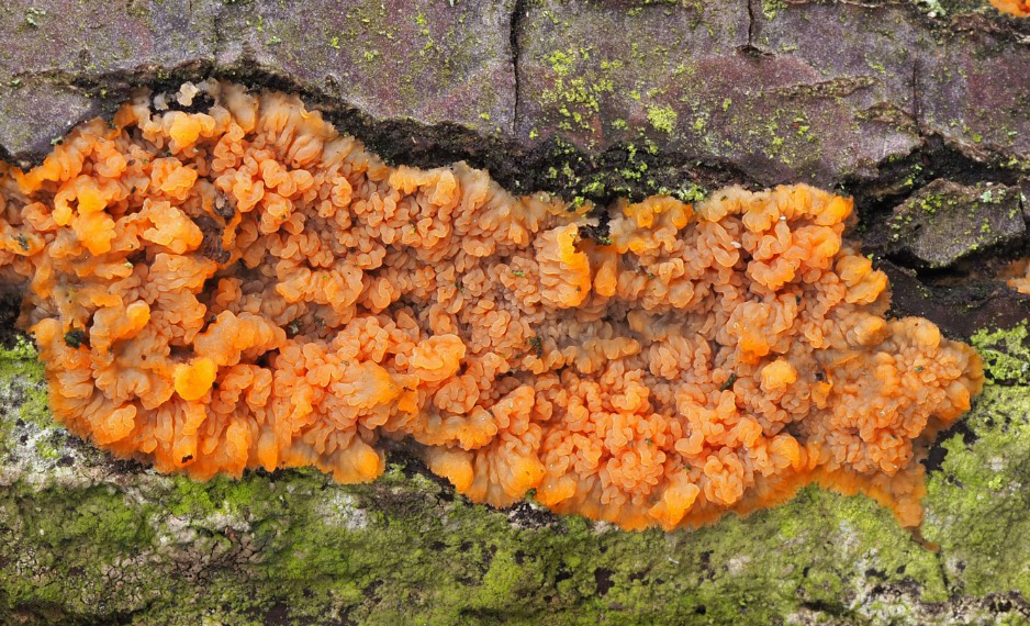  žilnatka oranžová – Phlebia radiata - Karlovarsko - foto: Miloš Krčil 