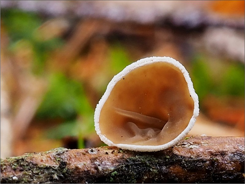 mušlovka plstnatá – Schizophyllum amplum - Českokrumlovsko - foto: Věra Hyráková