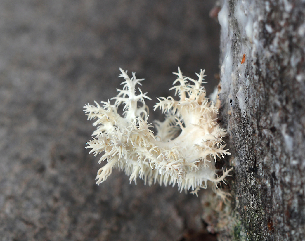 korálovec bukový – Hericium coralloides (na uskladněném dřevu) - Hlinecko - foto: Zdeněk Hromádko