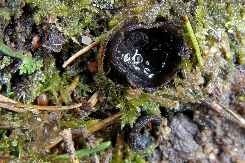 ušíčko černé (Pseudoplectania nigrella) - foto: Radim Dvořák