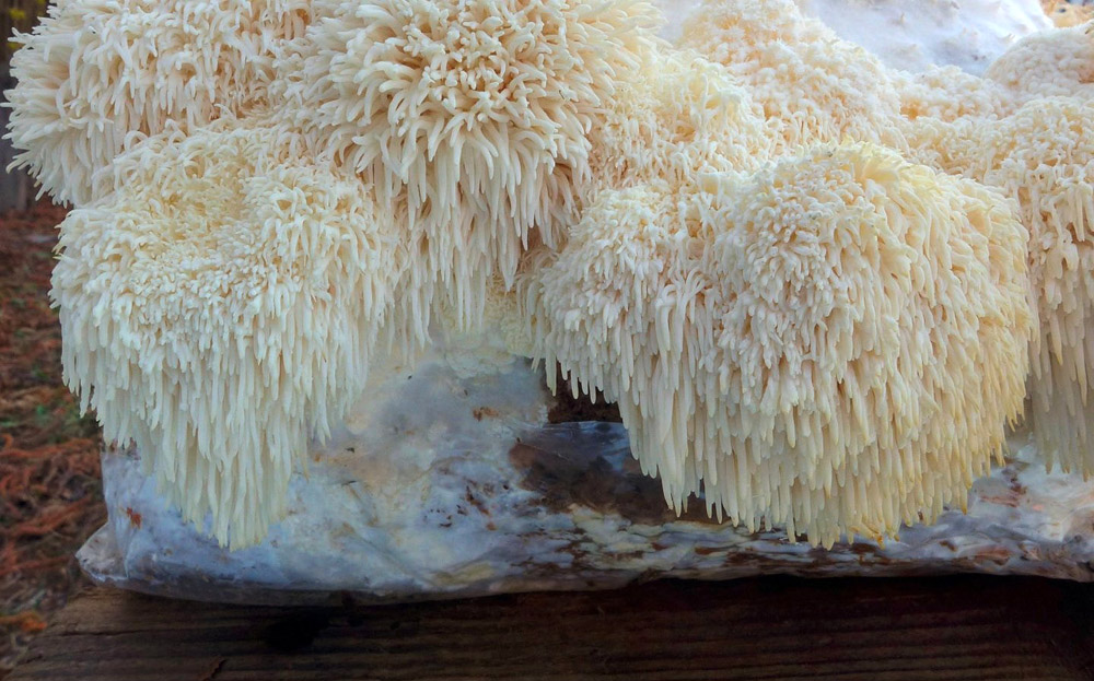 korálovec ježatý – Hericium erinaceus - z domácí produkce - foto: Petr Souček 
