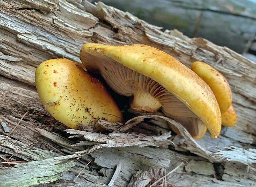 šupinovka slizká – Pholiota adiposa - Libeř - foto: Štěpánka Vítová