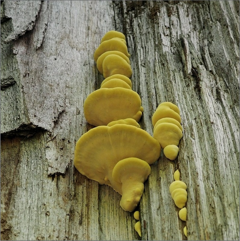 sírovec žlutooranžový – Laetiporus sulphureus - Českobudějovicko - foto: Věra Hyráková