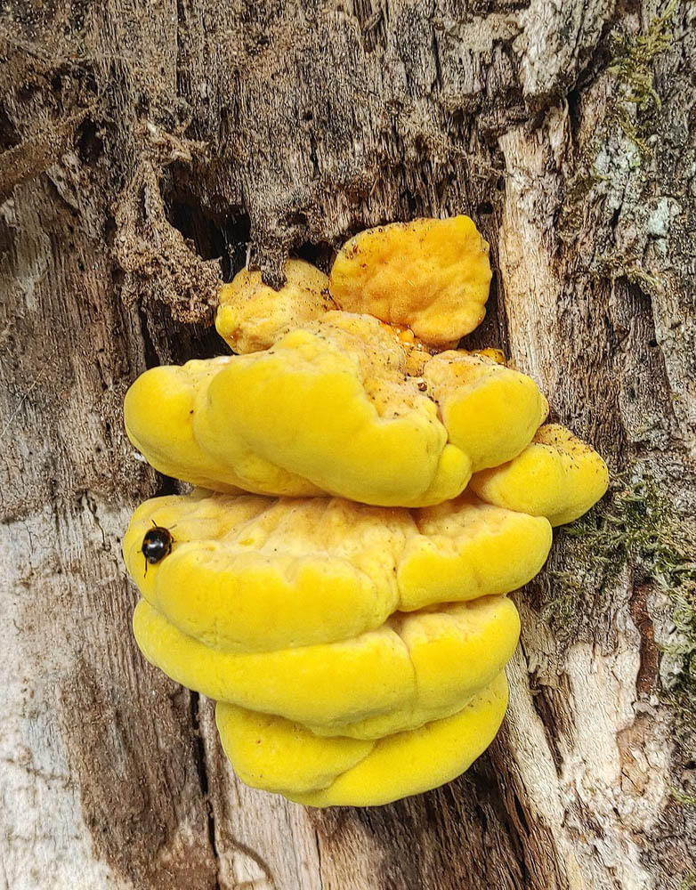 sírovec žlutooranžový – Laetiporus sulphureus - Posázaví - foto: Petr Souček