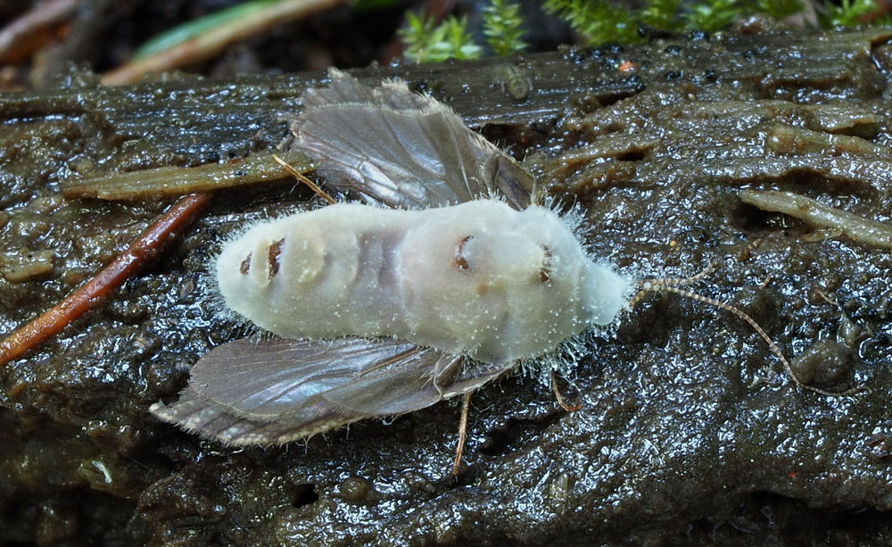hmyzomorka muší – Entomophthora muscae - Křivoklátsko - foto: Miloš Krčil