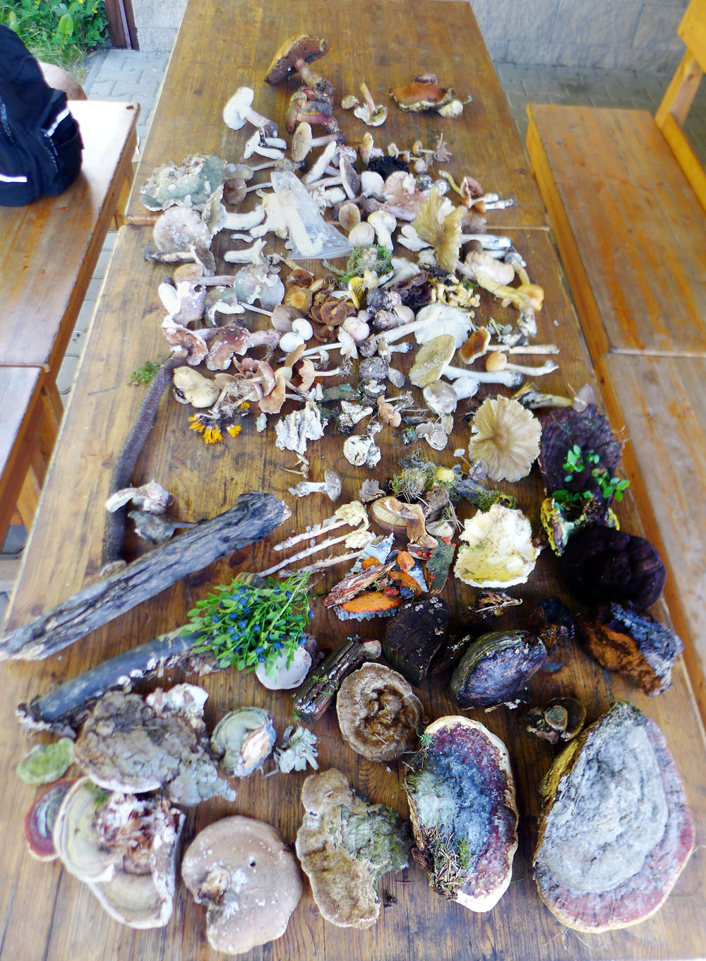 Přehled nalezených druhů hub