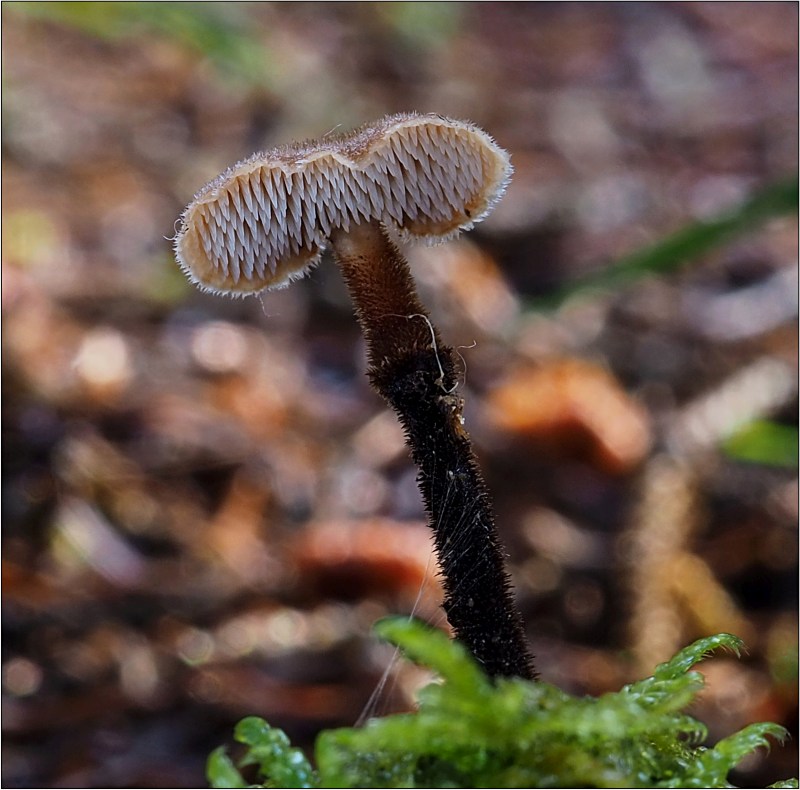 lžičkovec šiškový – Auriscalpium vulgare - Českokrumlovsko - foto: Věra Hyráková
