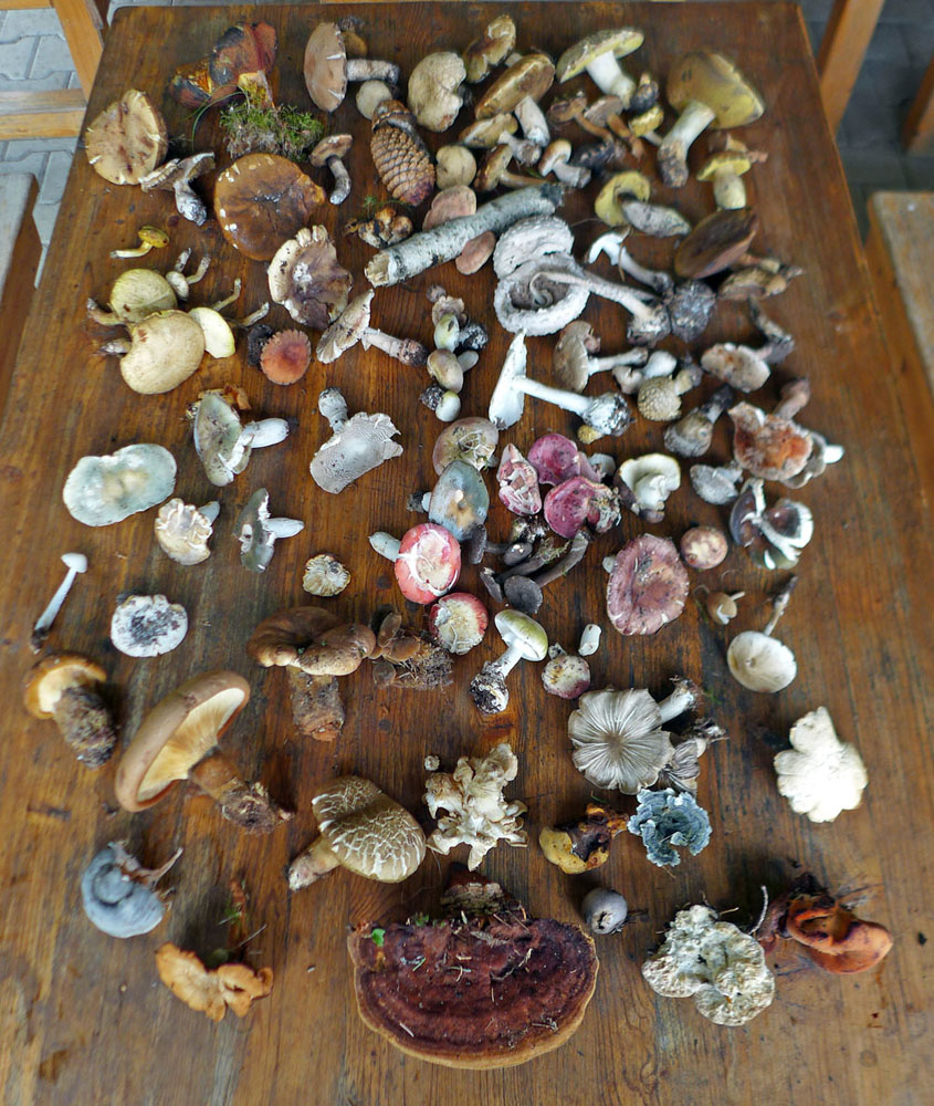 Přehled dnešních nálezů hub