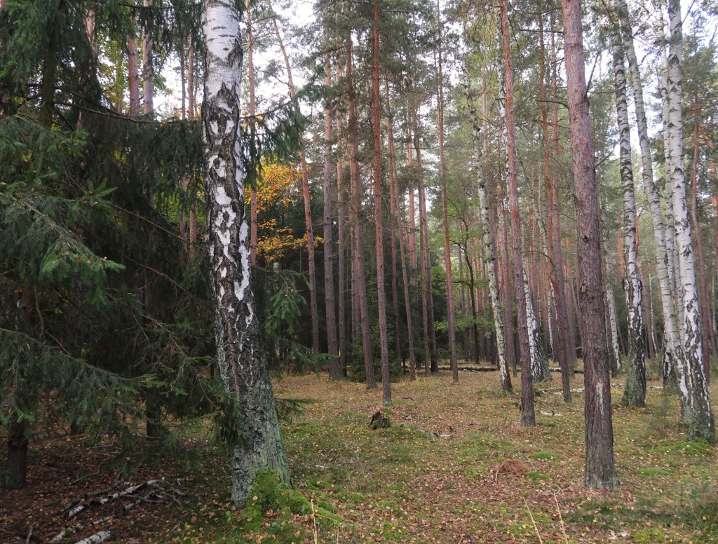 Klánovický les na podzim