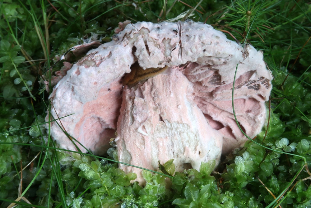 nedohub růžový – Hypomyces rosellus - Javorník - foto: Markéta Vlčková