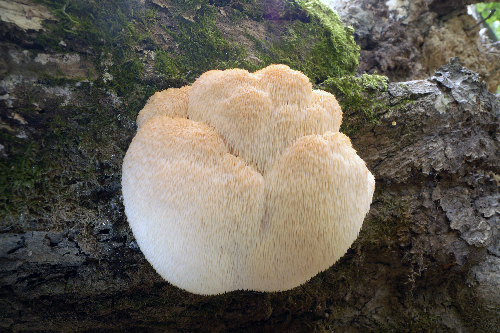 korálovec ježatý – Hericium erinaceus - střední Čechy - foto: Tomáš Wagner