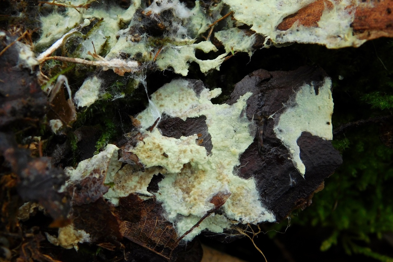 vatovečka ostnovýtrusá (Tomentellopsis echinospora) - foto: Aleš Jirsa