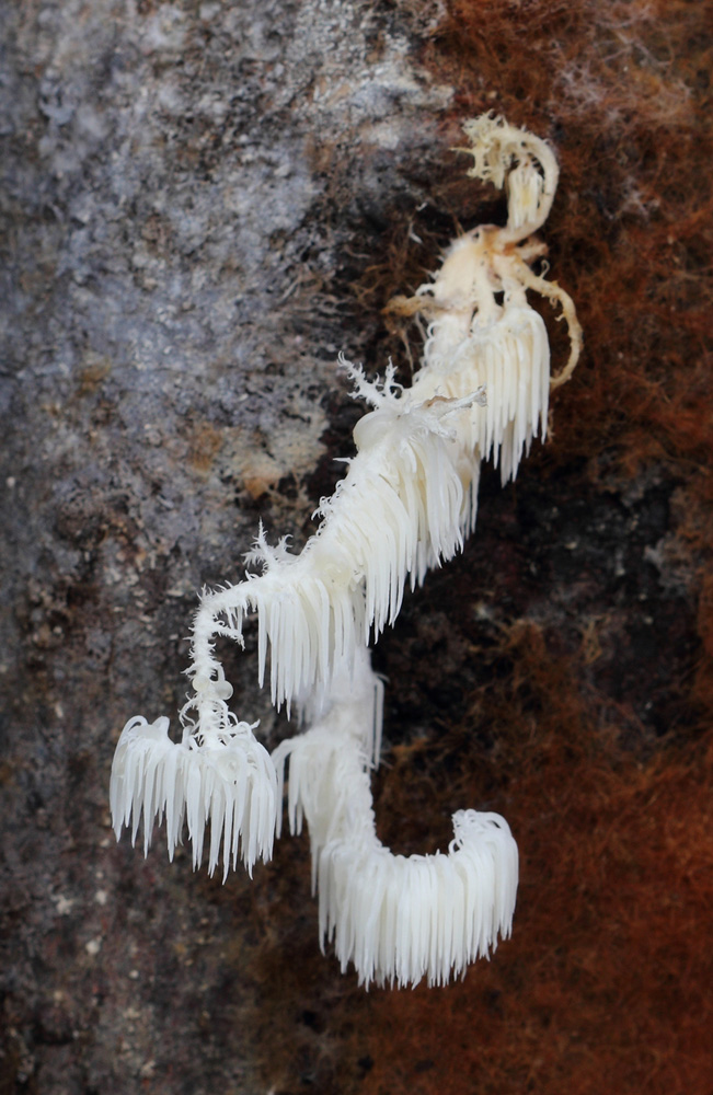korálovec bukový – Hericium clathroides - Hlinecko - foto: Zdeněk Hromádko