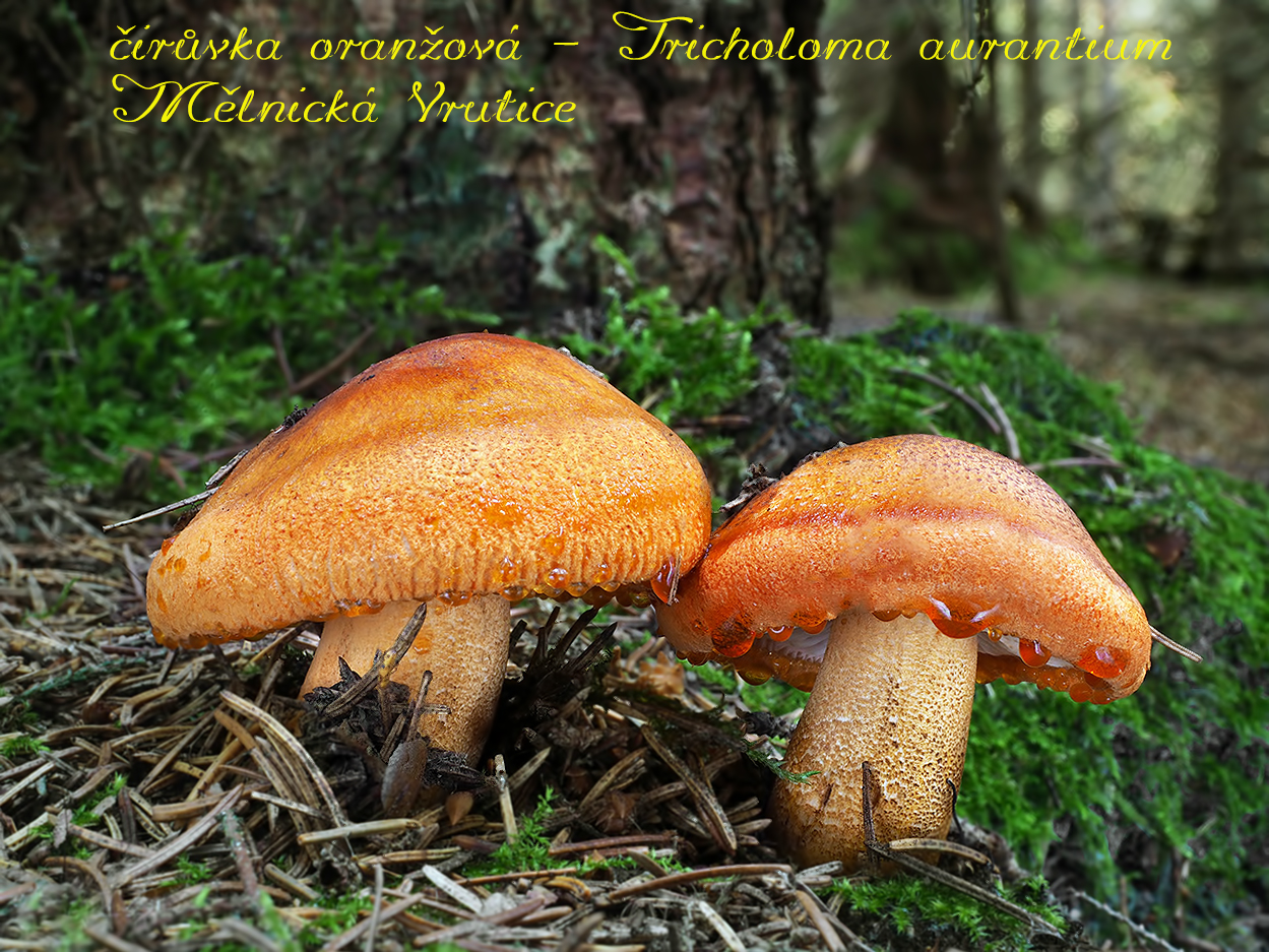 čirůvka oranžová (Tricholoma aurantium) - foto: Jaroslav Malý
