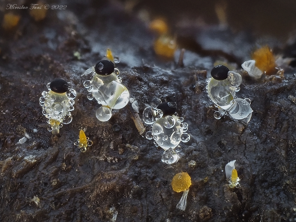 měchomršť krystalický – Pilobolus crystallinus - Chebsko - foto: Miroslav Tauš