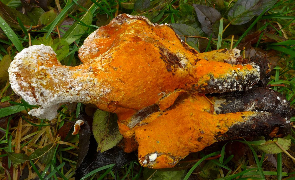 nedohub oranžový – Hypomyces aurantius - HPraha-Kolovraty - foto: Petr Souček 